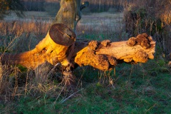 a-late-afternoon-sun-at-mugdock-11