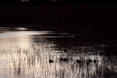 a-late-afternoon-sun-at-mugdock-6