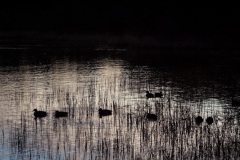 a-late-afternoon-sun-at-mugdock-7