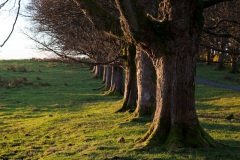 a-late-afternoon-sun-at-mugdock-9