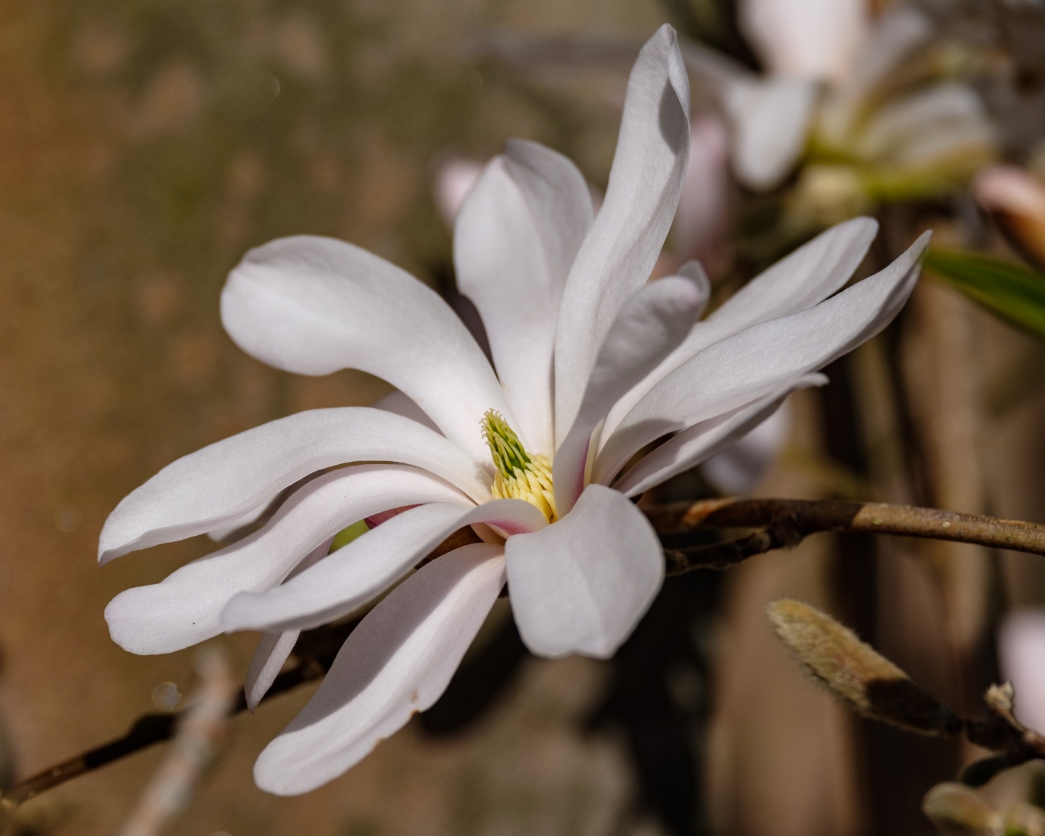 magnolia-2