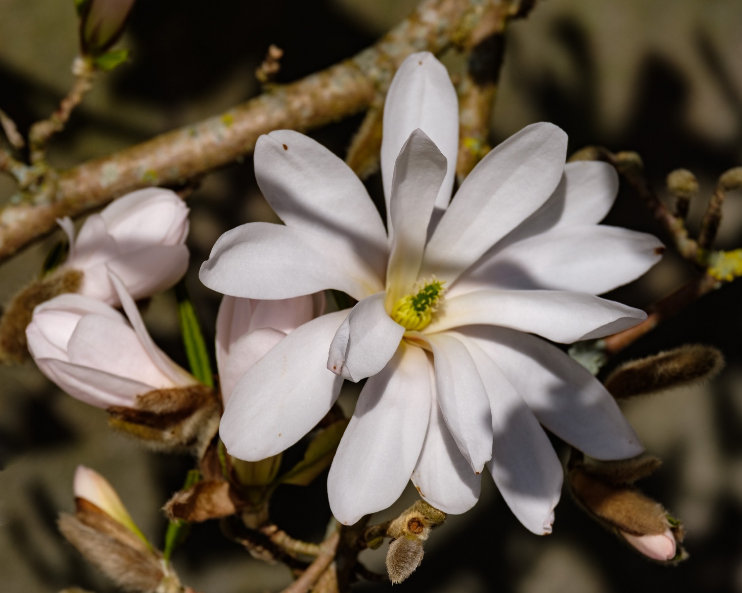magnolia-3