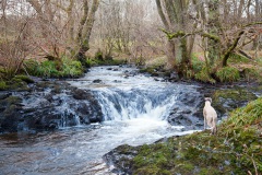 a-wander-in-the-woods-7