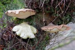 a-wander-in-the-woods-2