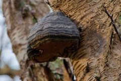 a-wander-in-the-woods-9