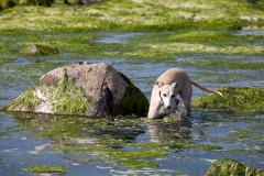 beech-whippet-13