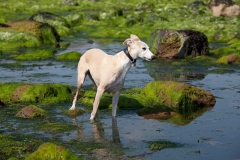 beech-whippet-14