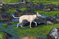 beech-whippet-15