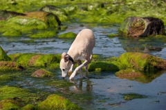 beech-whippet-16