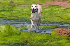beech-whippet-4