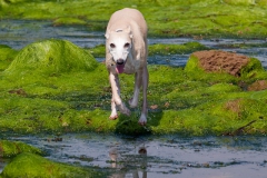 beech-whippet-5