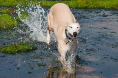beech-whippet-6