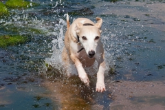 beech-whippet-7