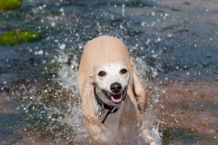 beech-whippet-8