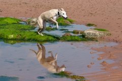 beech-whippet-1