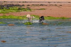 beech-whippet-12