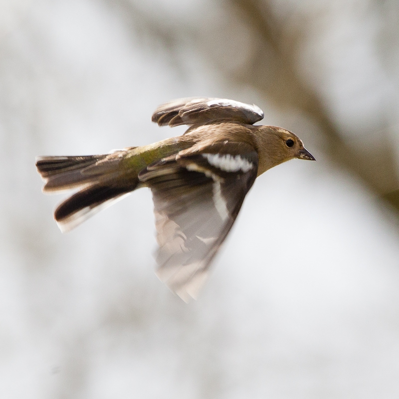 chaffinch-10