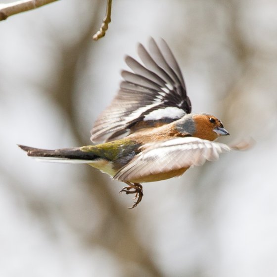 chaffinch-11