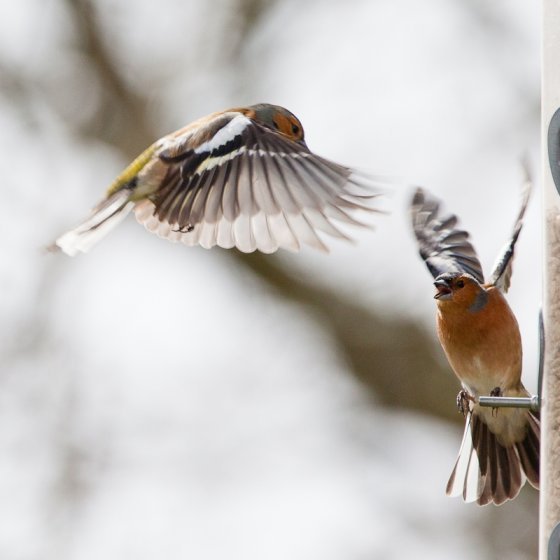 chaffinch-12