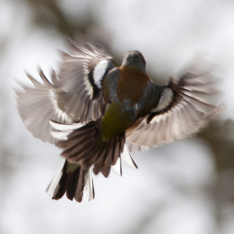 chaffinch-13