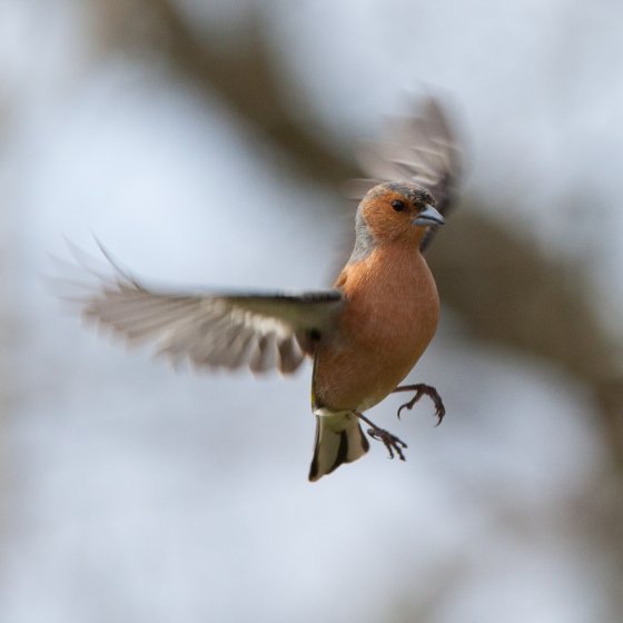 chaffinch-1a