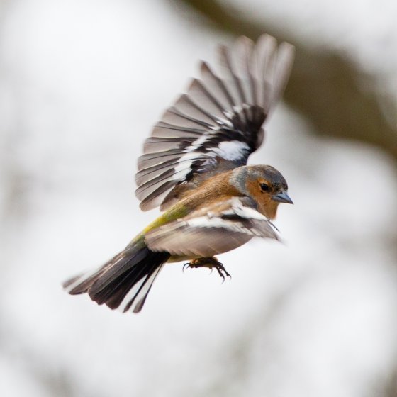 chaffinch-2