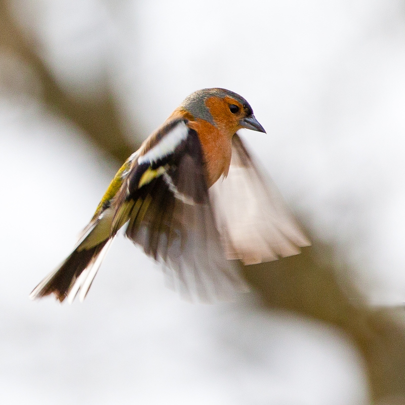 chaffinch-3