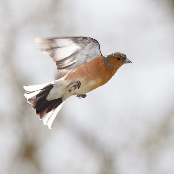 chaffinch-4