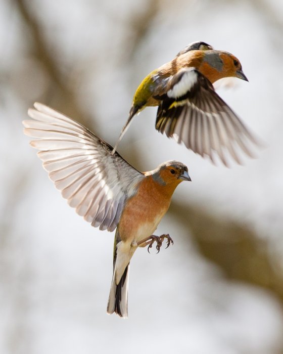 chaffinch-5