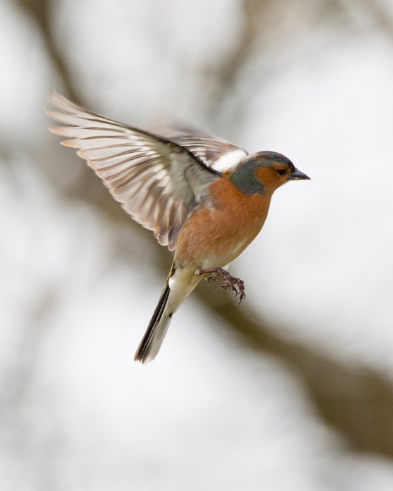 chaffinch-6
