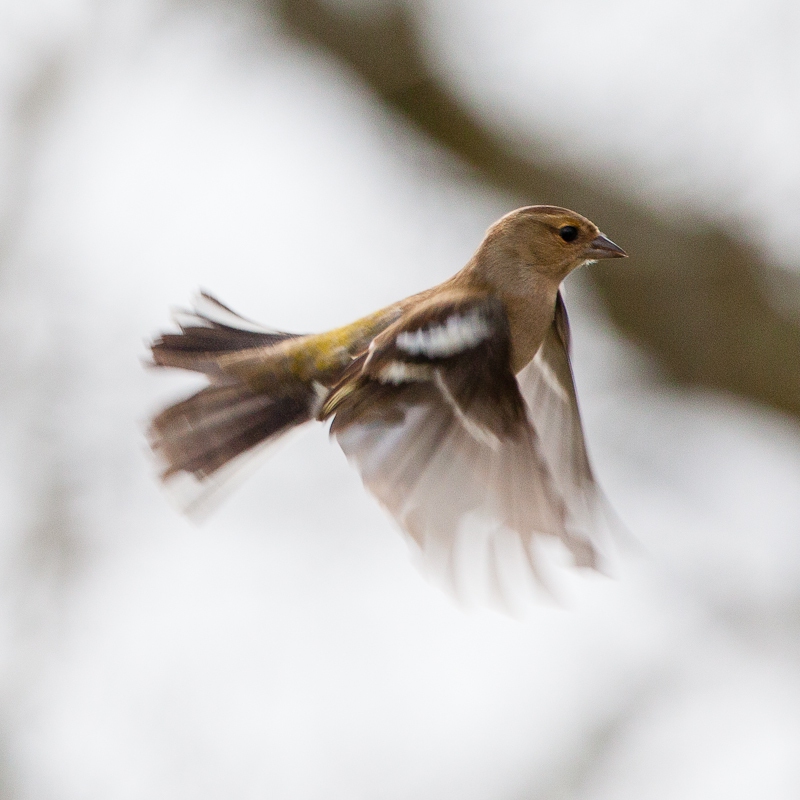 chaffinch-8