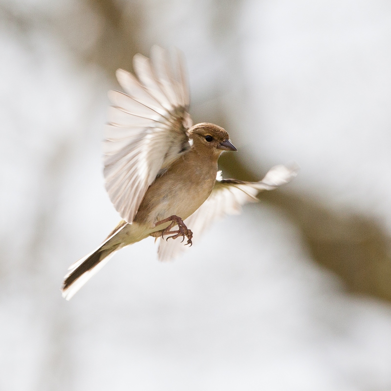 chaffinch-9