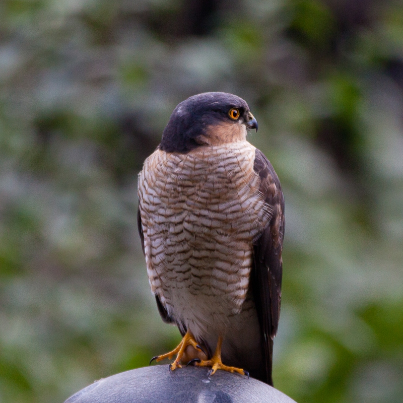 Our Local Sparrowhawk, Dowanhill Bob