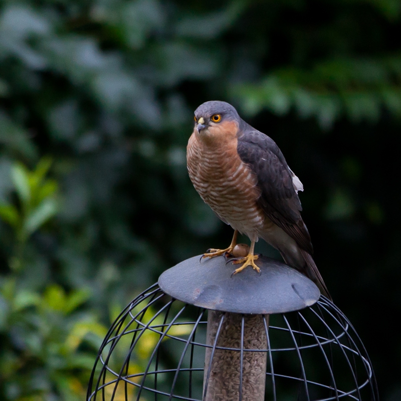 Where have all the birdies gone?