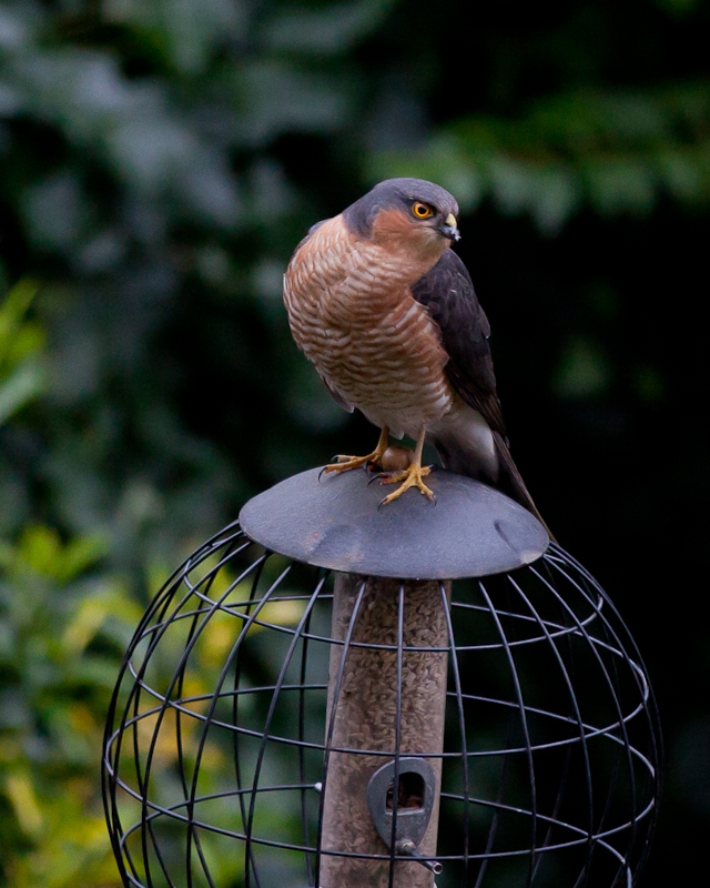 Where have all the birdies gone?
