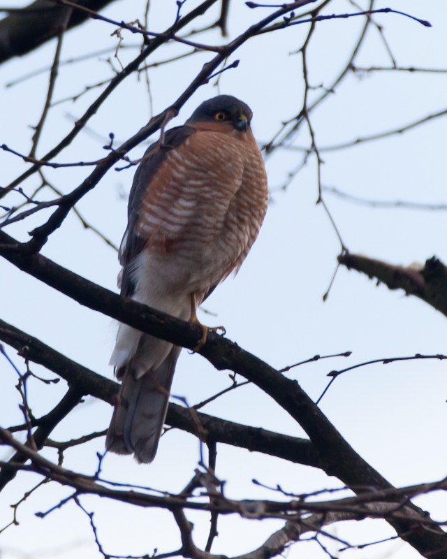 Our 'Urban' Sparrowhawk