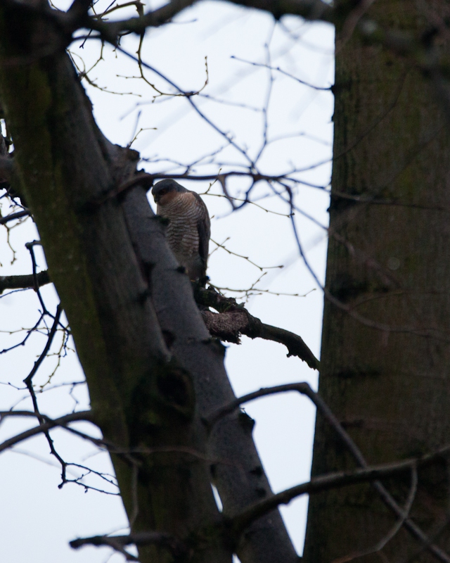 sparrowhawk-6