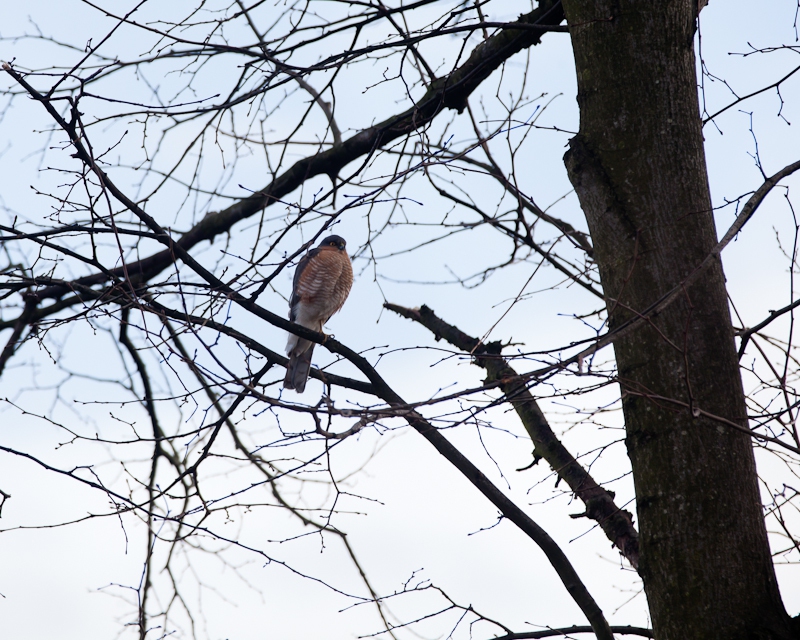 Our 'Urban' Sparrowhawk