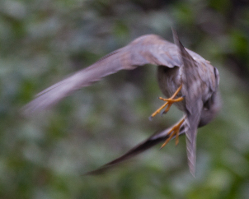 Our Local Sparrowhawk, Dowanhill Bob