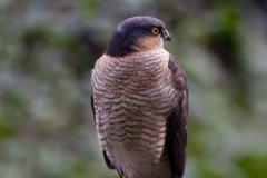 Our Local Sparrowhawk, Dowanhill Bob
