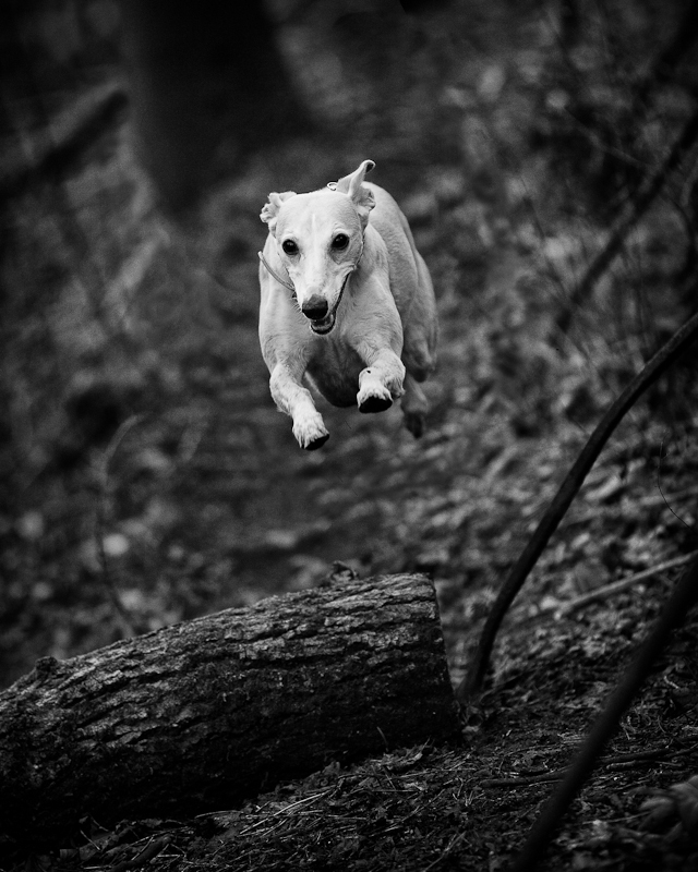 Lola in Flight (Colour)