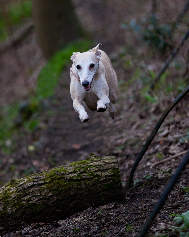 Lola in Flight (Colour)