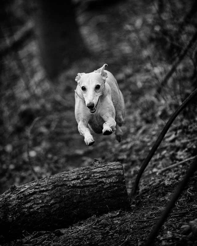 flying-high-3