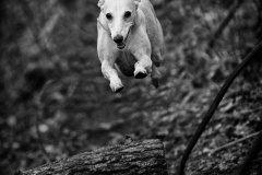 Lola in Flight (Colour)