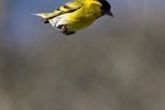 Freefall!