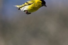 Freefall!