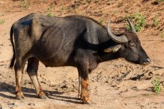 Water Buffalo
