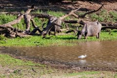 Paddling for food