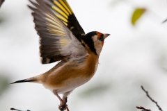 goldfinches-in-the-snow-2