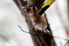 goldfinches-in-the-snow-4